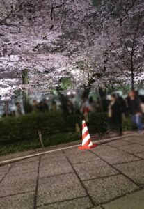 2018年、靖国神社の満開の夜桜と、ライトアップに照らされた手前の紅白カラーコーン、ぼかされたお花見客の様子。